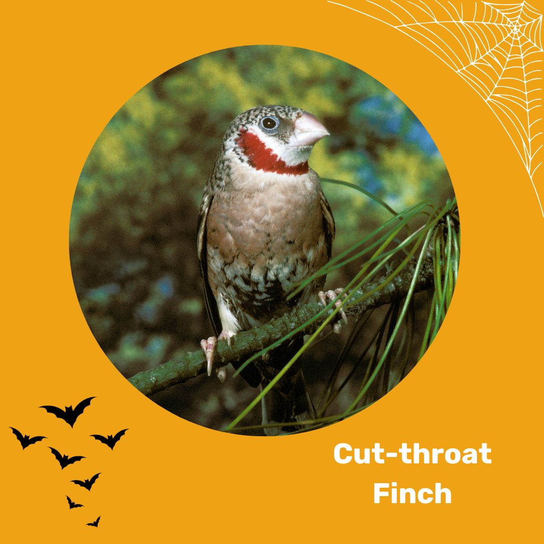 It's time for another Halloween bird for you! 

This is the Cut-throat Finch! Only the males have these cut-throat red feathers.

You can unlock a Halloween Birding Badge on the Birda app! What other birds do you think are Halloweeny? 

#halloween #halloweenbirds #birding