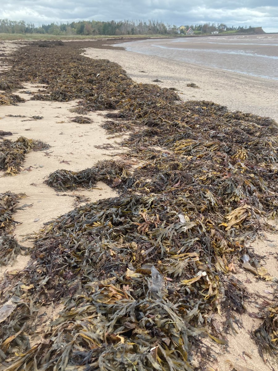 Stephen Archibald tweet media