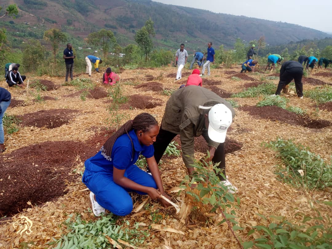 nycngoma's tweet photo. Muri iki gitondo,hirya no hino mu Mirenge yose igize @NgomaDistrict urubyiruko rwabyukiye mu bikorwa by'umuganda wihariye birimo gutunganya site zizaterwaho ibiti,kubaka,gusiza ibibanza bizubakwaho inzu z'abatishoboye mu gukemura ibibazo  bibangamiye imibereho myiza.@RwandaEast https://t.co/ff7u9KUgpC