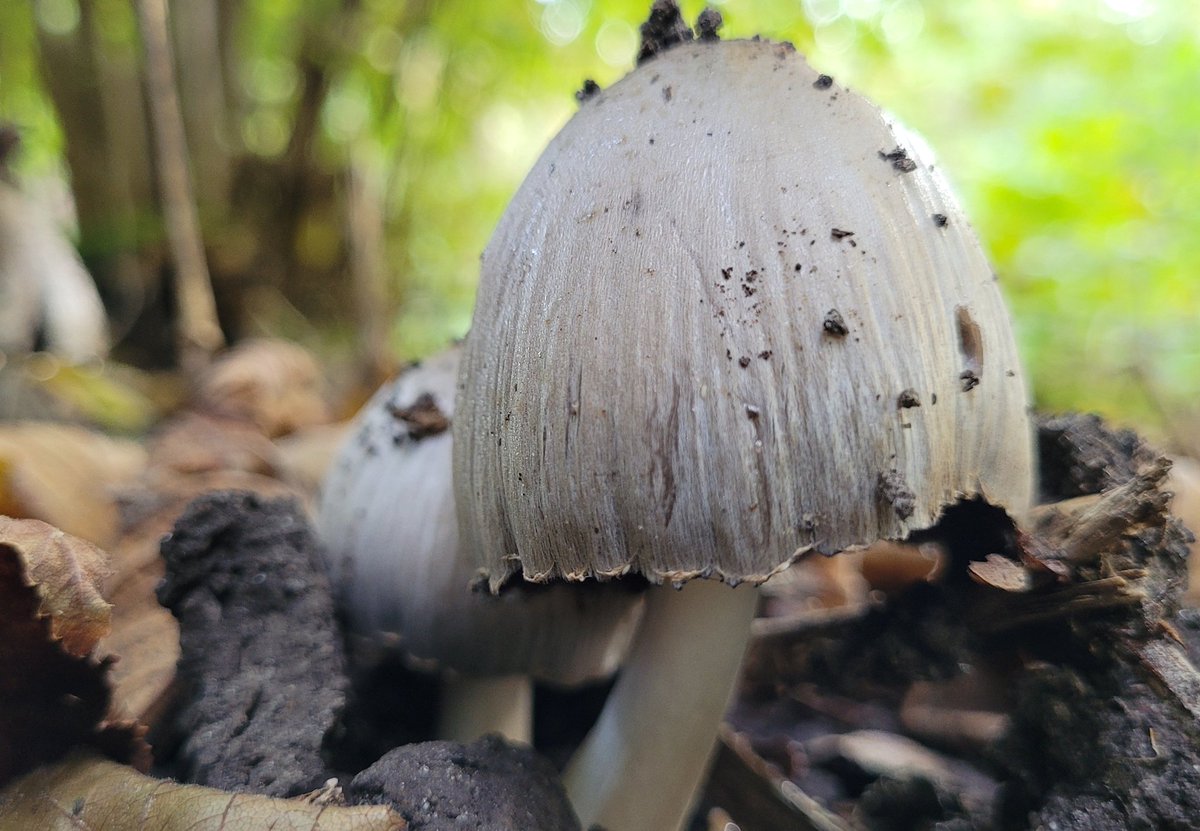 Karoline77's tweet photo. Klein rondje in het bos vanmorgen 
😍🍄
#paddospam #almere https://t.co/CxluFasvyz