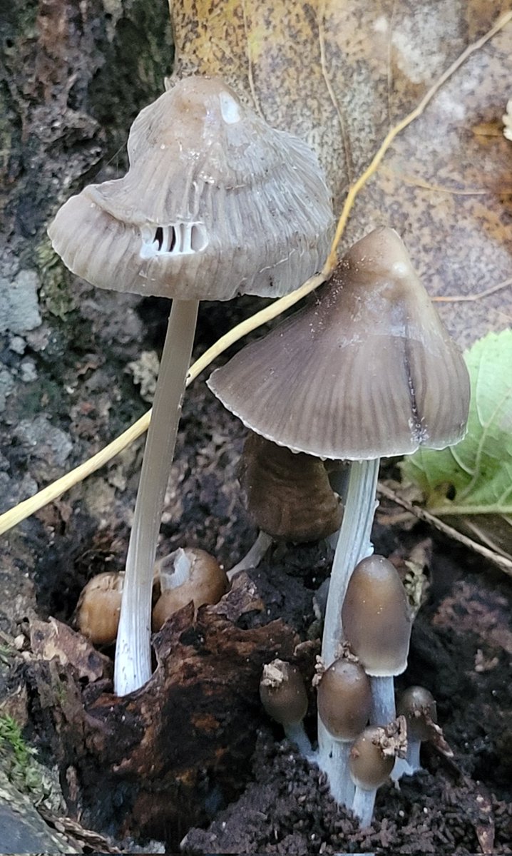 Karoline77's tweet photo. Klein rondje in het bos vanmorgen 
😍🍄
#paddospam #almere https://t.co/CxluFasvyz