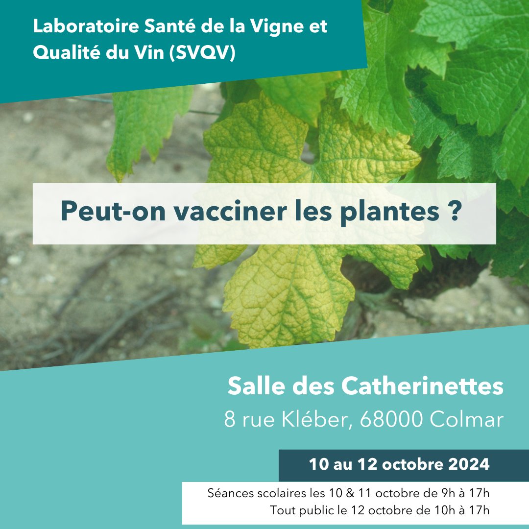 INRAE Grand Est - Colmar (@inrae_colmar) on Twitter photo 🎉 Pour la Fête de la Science 2024 #FDS2024, rejoignez nos #scientifiques du laboratoire <a href="/UmrSVQV/">UMR_SVQV INRAE Colmar</a> sur l'animation "Peut-on vacciner les plantes ?" aujourd'hui jusqu'à 17h au Village des sciences à la Salle des Catherinettes de <a href="/villecolmar/">Ville de Colmar</a> !
Un événement gratuit pour tous ! 🎉 Pour la Fête de la Science 2024 #FDS2024, rejoignez nos #scientifiques du laboratoire <a href="/UmrSVQV/">UMR_SVQV INRAE Colmar</a> sur l'animation "Peut-on vacciner les plantes ?" aujourd'hui jusqu'à 17h au Village des sciences à la Salle des Catherinettes de <a href="/villecolmar/">Ville de Colmar</a> !
Un événement gratuit pour tous !
