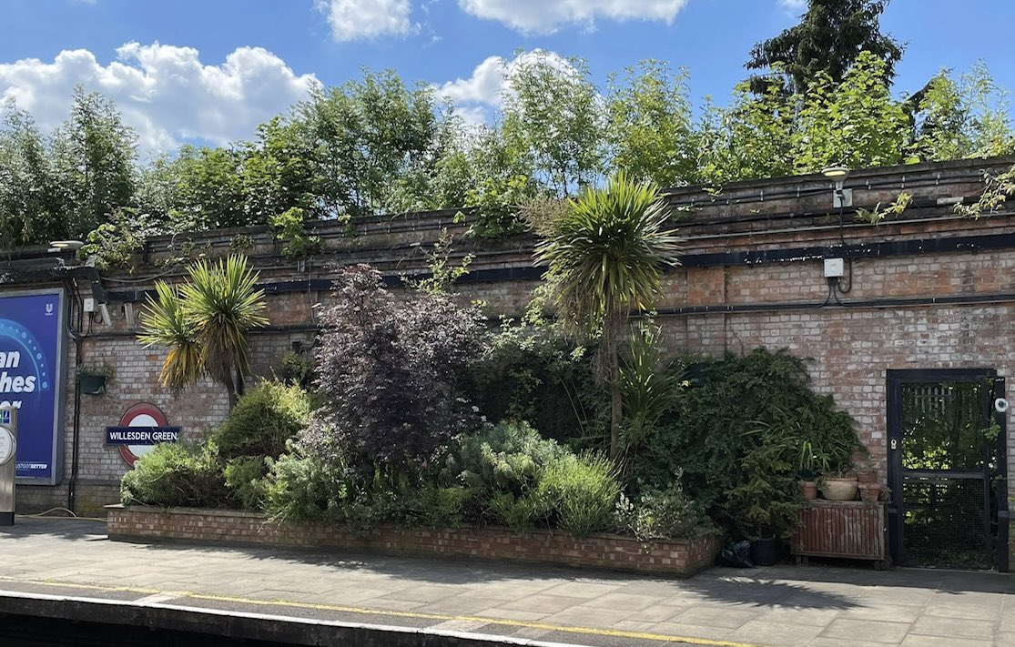 LONDON IN BLOOM 2023 Judges awarded a Level 4 ‘Thriving’ (out of 5) to Willesden Green Town Team gardeners in the ‘In Your Neighbourhood’ category.   We want to thank the judges, our amazing gardening volunteers and our partners at Nest Café and Daisy Chain