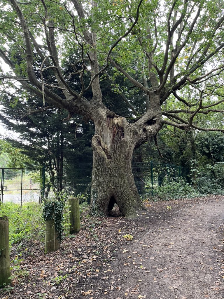 clairenfish's tweet photo. Capital Ringing. Falconwood to Grove Park (home of the Railway Children). A short leg passing Eltham Palace with some good trees. I do like a good tree. It’s definitely Autumn. #capitalring #greenchainwalk #keeponwalking https://t.co/vmGn4zpTnN