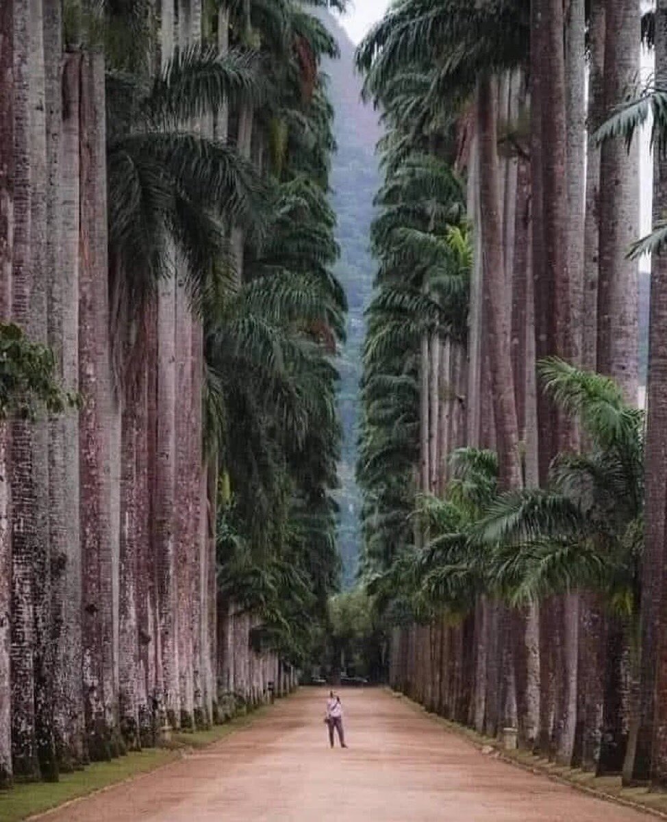 Hilo sobre el tamaño real de las cosas (comparándolo con humanos) 

Te quedarás boquiabierto 😵

1. El Parque Botánico de Río de Janeiro, Brasil. Fundado en 1808, está considerado uno de los más importantes del mundo