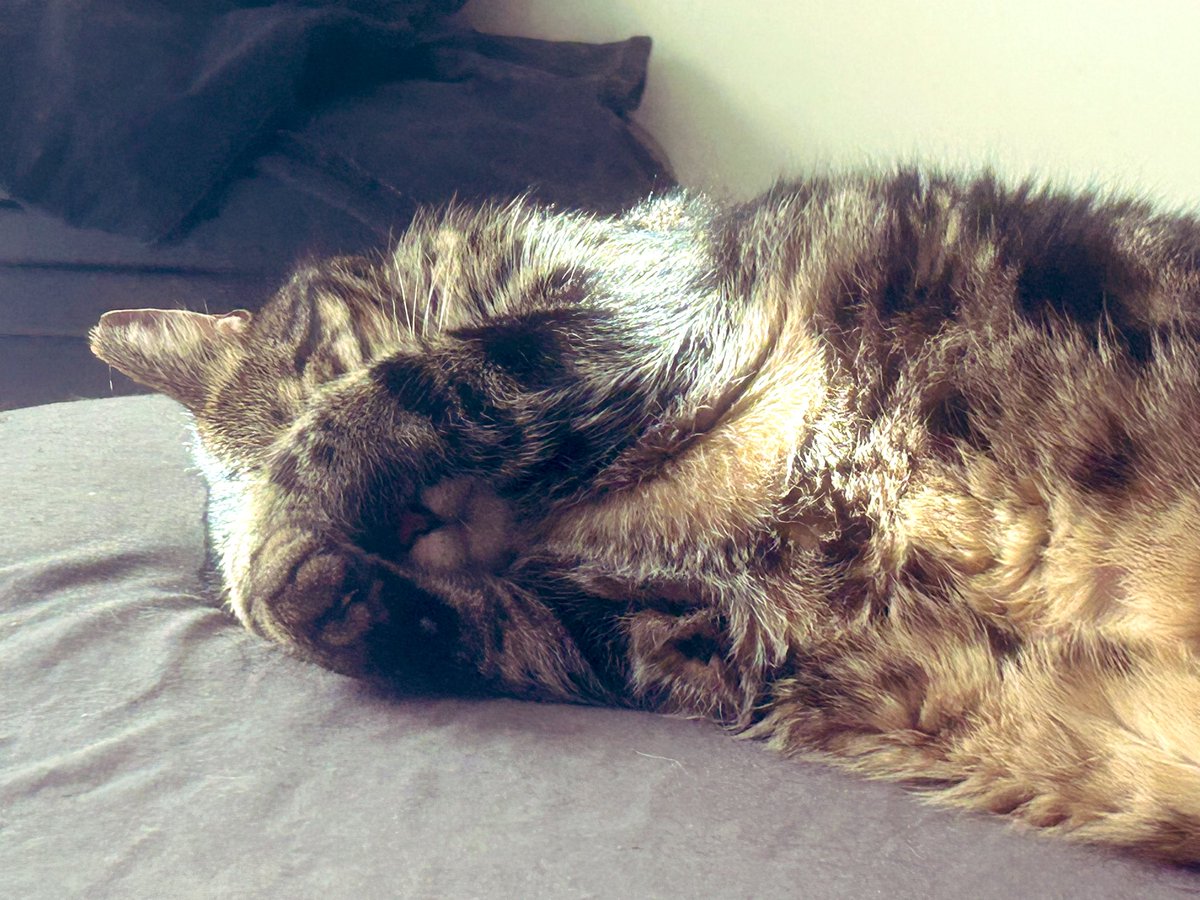 LifeOfMrCat's tweet photo. Five moar,  minits https://t.co/BfxIBISokM