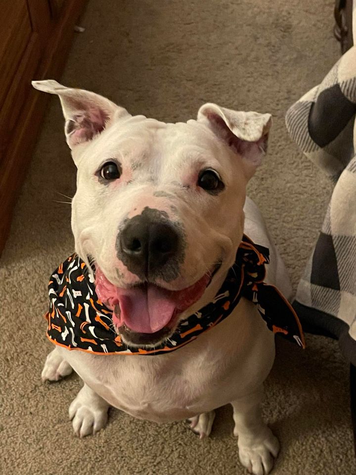 Humane Society HBG tweet media