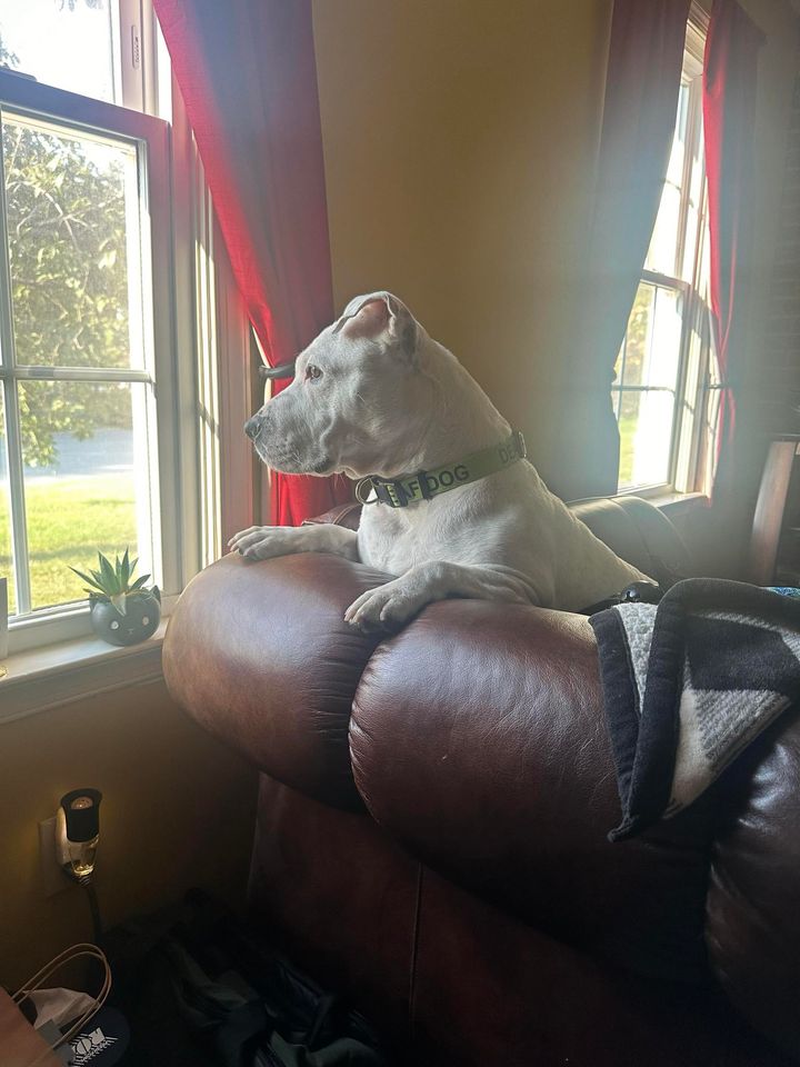 Humane Society HBG tweet media