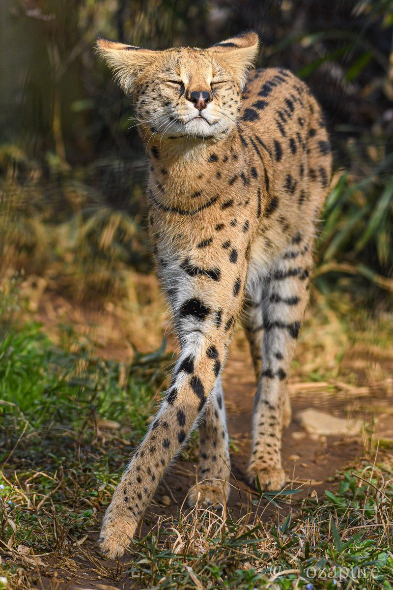 Serval Every Hour! (@servaleveryhr) on Twitter photo 