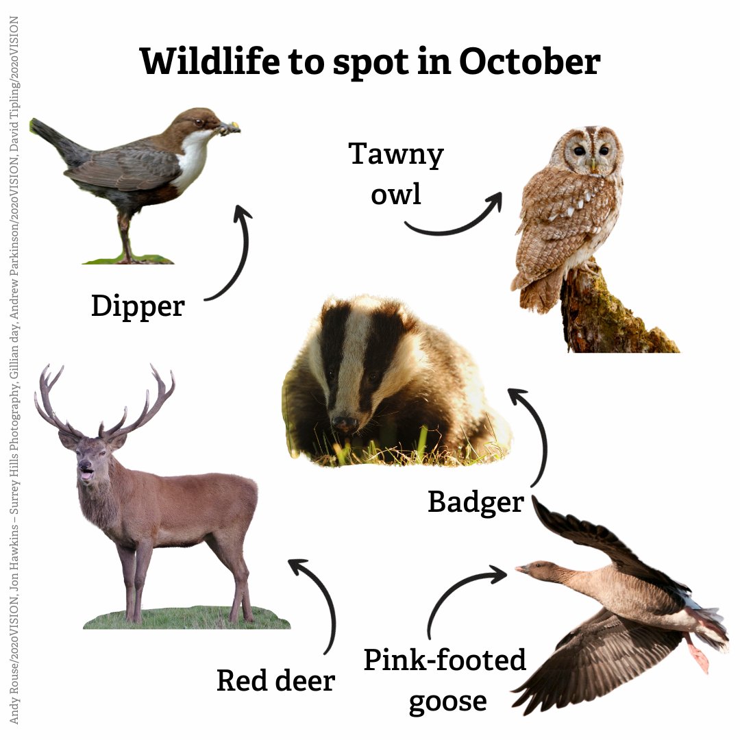 WildlifeTrusts's tweet photo. Autumn is an incredible time to get out and about to do some wildlife spotting!

Here's just some of the wonderful wildlife you might see! Let us know what else you spot this month! https://t.co/XWtgXnRFAV