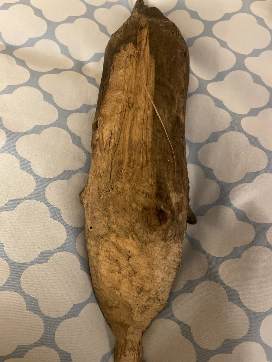 ビーバーがかじった木🦫
もちろん買いましたよ👍👍

#長崎バイオパーク
#ビーバー