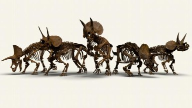 Vrijdag 25 okt, 19.30 uur in Bibliotheek #Heiloo: presentatie ism Naturalis! Preparateur Erwin Zethof neemt u mee in de wereld van dinosauriërs: Wat zijn dinosaurussen, waar leefden ze en wanneer zijn ze ontstaan (en bestaan ze nog steeds..?) Aanmelden: tinyurl.com/576jzntu