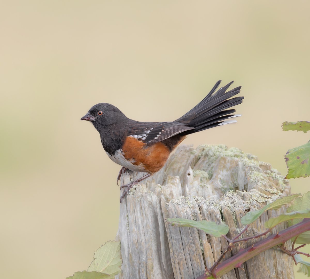 BirdsofBc's tweet photo. a Spotted Towhee with a decent pose.
#birdphotography #naturephotography #wildlife #nature #birding #britishcolumbia #Canada #Vancouver #wildlifephotography #birdsofbc #canon #canonphotography #wild #birds #bestbirds #birdsofCanada https://t.co/BYctI2Sm4b