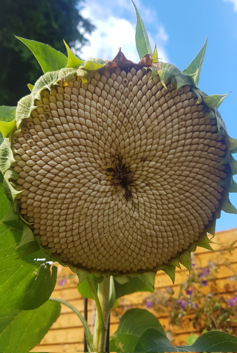 This beauty is a wilting sunflower with its seeds intact. The mathematical precision of the design is so beautiful