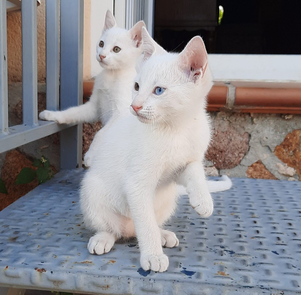 gatonetaa's tweet photo. URGENTE 🚨 ‼️  Estas preciosidades siguen buscando un hogar que alegrar. Dos machos (3 meses) super cariños y juguetones. 

Para adoptar en Madrid/Guadalajara/Talavera de la Reina. +Info. en DM
#adopta #gatos #adopcion #gatitos #DiaDeLaHispanidad #aurora https://t.co/WdxVYS5eNO