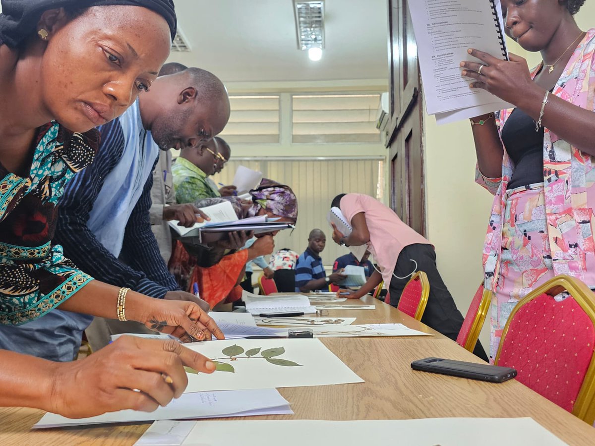 HerbierGuinee tweet media