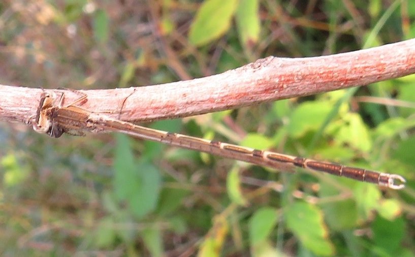 #hangitür ?
Kahverengi Kızböceği (Sympecma fusca)♂️ Olabilir mi? 12.10.2024
