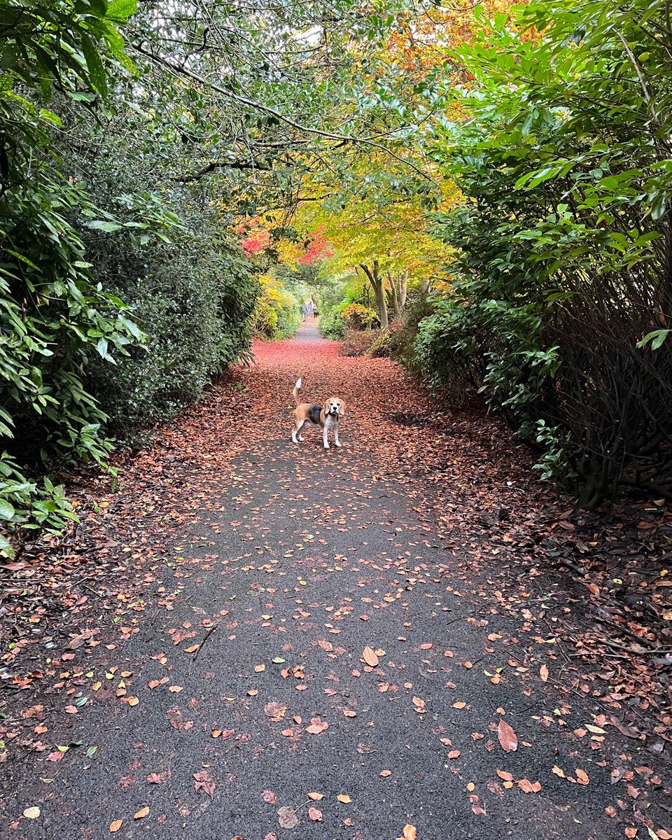 There is a certain angle of the #beagle tail that communicates a spontaneous outburst of mischief is fast approaching. #beaglefacrs

📷 <a href="/BandanaBeagle/">Haruki</a> / Twitter