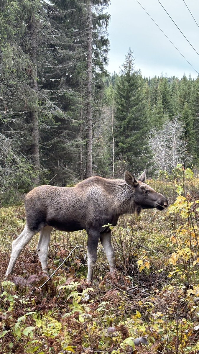geen plannen hebben dus dan maar op hike gaan vlak buiten de stad en dan elanden tegen het lijf lopen op een random zaterdag i love you noorwegen