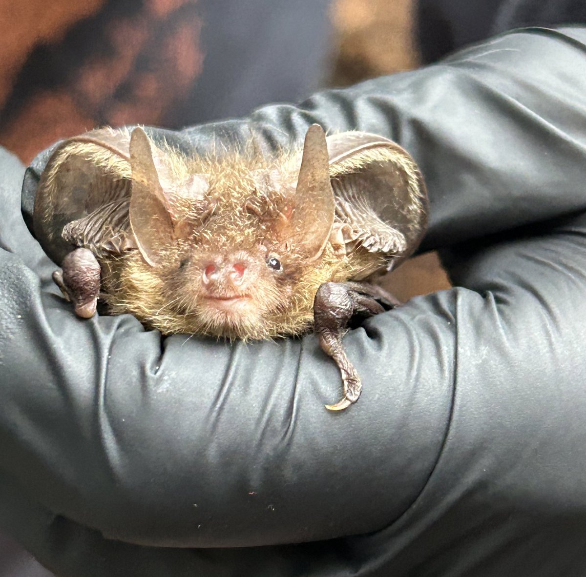 Michelle Parsons (@mich_parsons) on Twitter photo Bat box checks with <a href="/LondonBatGroup/">London Bat Group 🦇</a> were amazing! 🦇 Thank you so much <a href="/CmMontauban/">Cecilia Montauban 🦇🐾</a> and Becky 😊
*Bats handled under licence* Bat box checks with <a href="/LondonBatGroup/">London Bat Group 🦇</a> were amazing! 🦇 Thank you so much <a href="/CmMontauban/">Cecilia Montauban 🦇🐾</a> and Becky 😊
*Bats handled under licence*