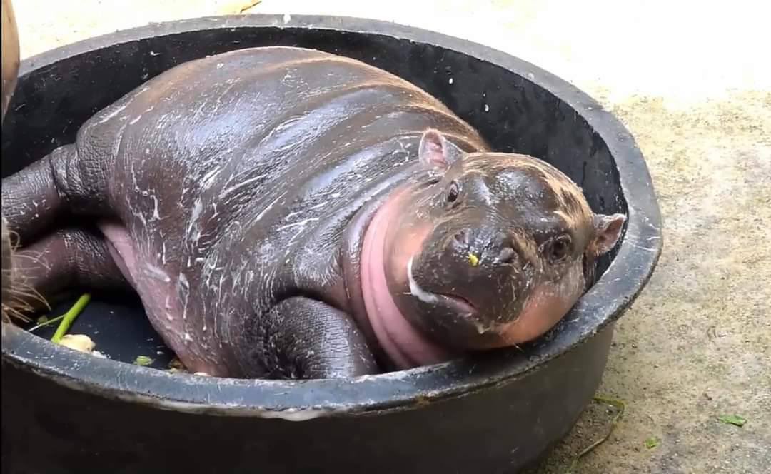 KryptoSti's tweet image. Check out this cult! Growing every day
@MOOWAANCT0 $moowaan