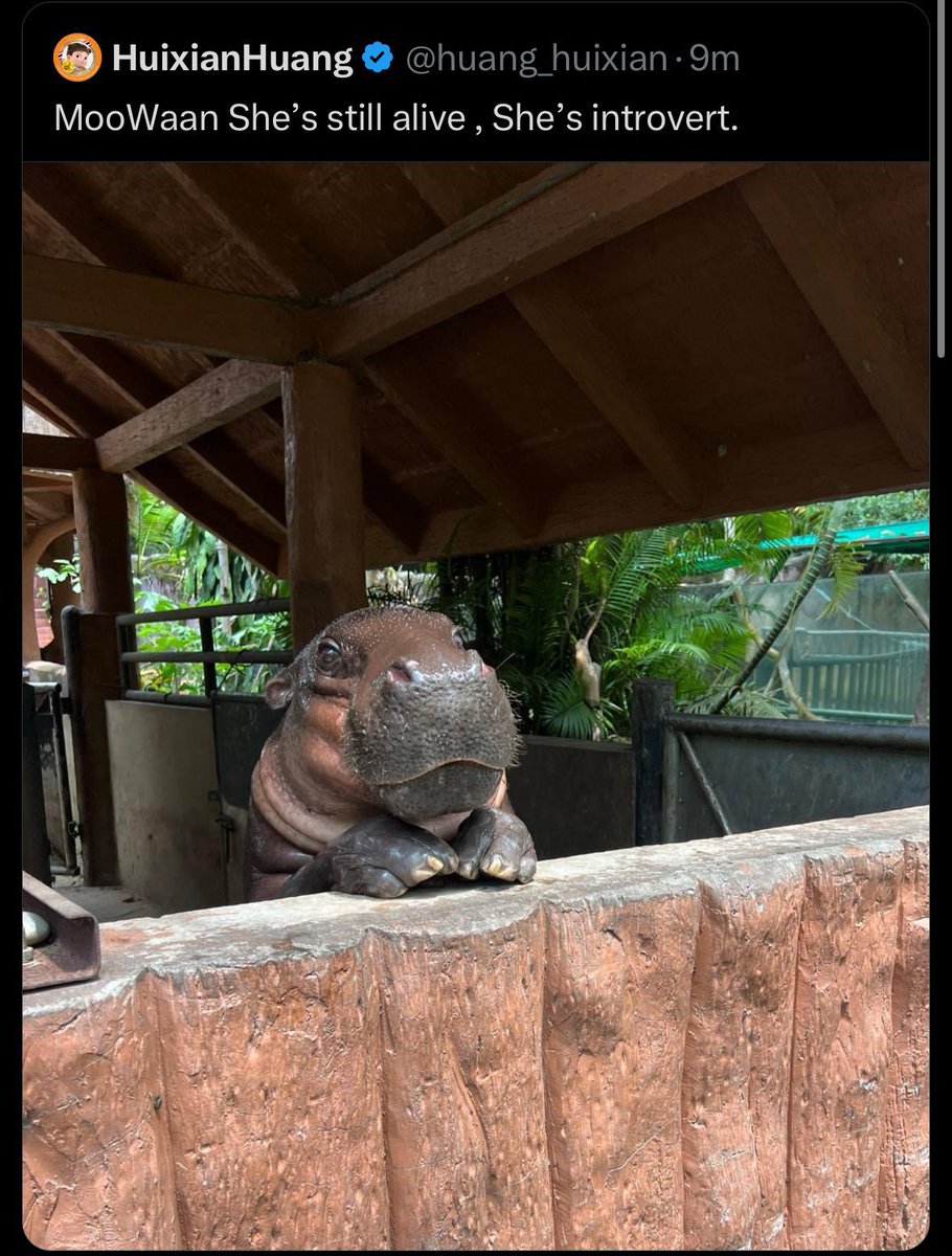 KryptoSti's tweet image. Check out this cult! Growing every day
@MOOWAANCT0 $moowaan