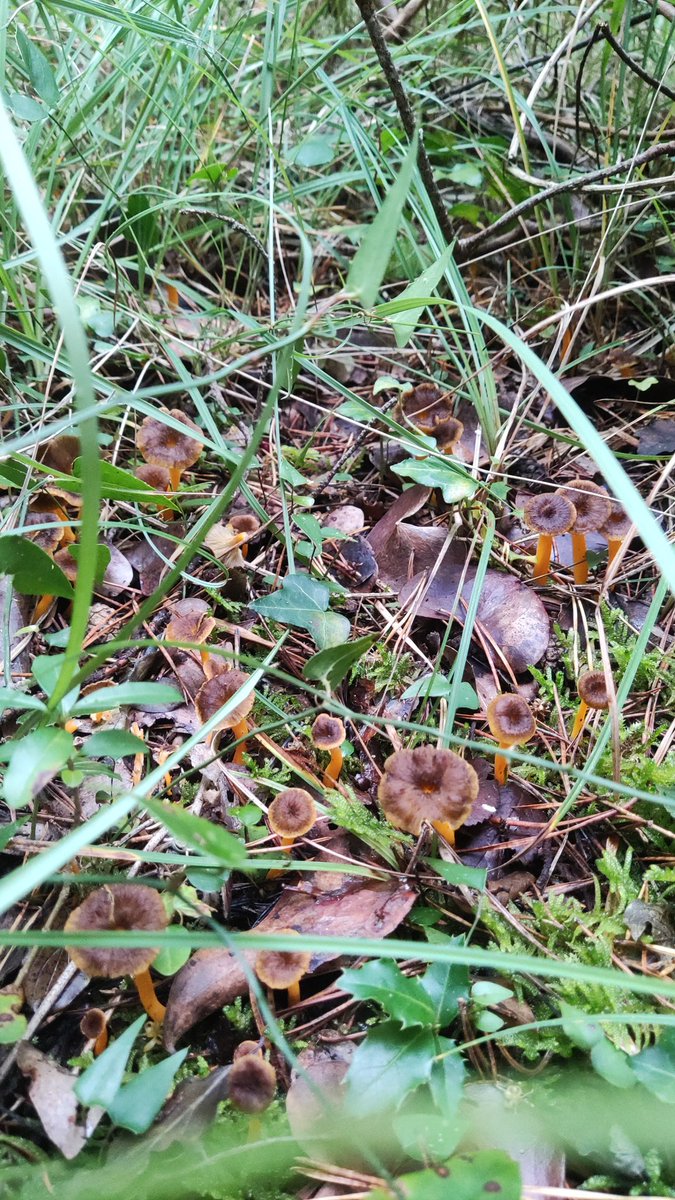 De temporada ...#Olot