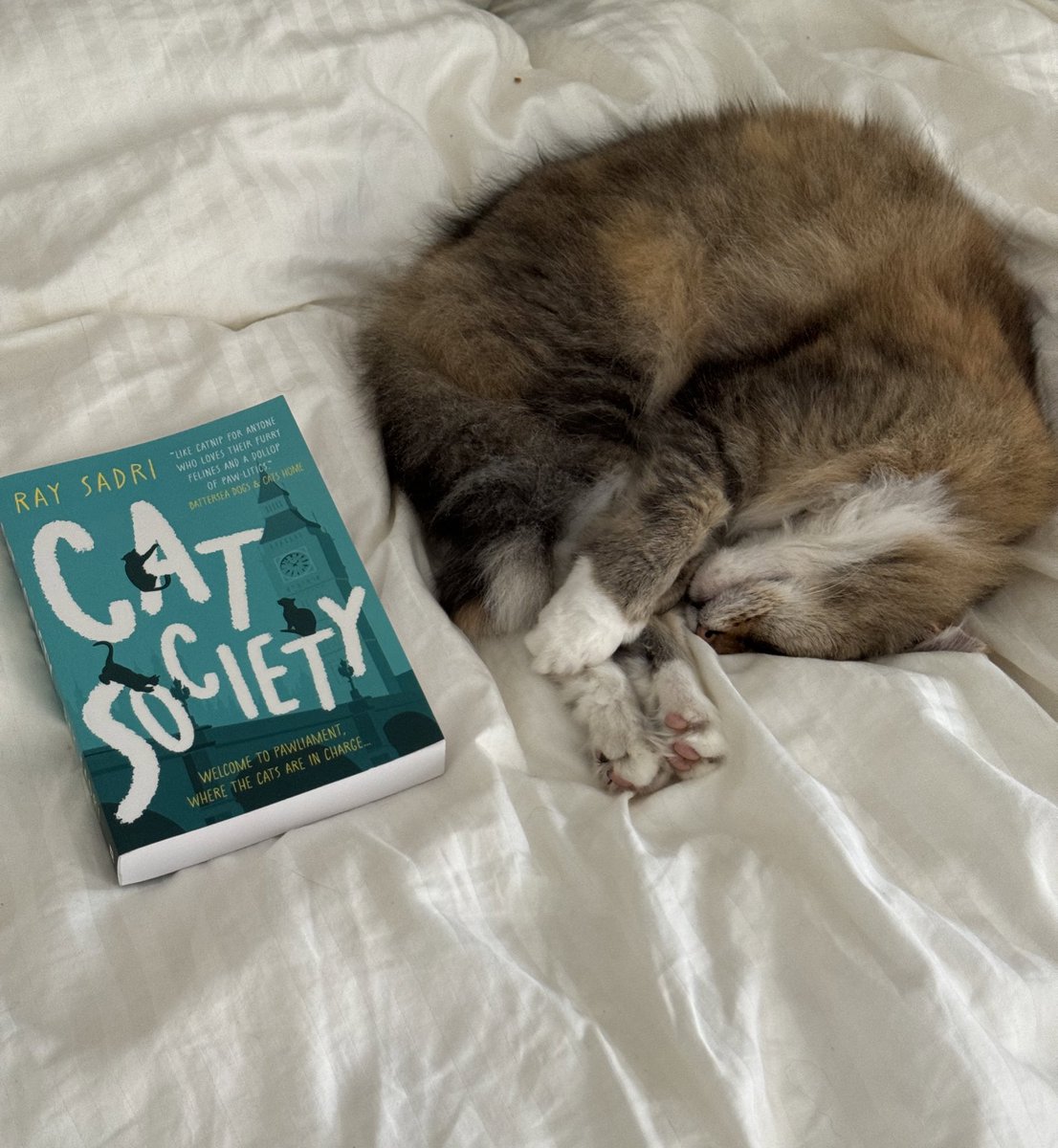 Snoozing cat does not come with book 

🐈‍⬛📚☁️

#Caturday #cats #CatSociety #books