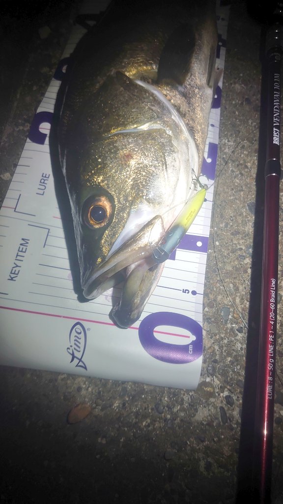 eisu808's tweet photo. 仕事終わり釣り仲間のアテンドで初場所陸っぱり🎣
ソルト始めて4年3ヶ月
陸っぱり初ランカーシーバス✨🎉
#カゲロウ100F テロテロ巻いてたら特大水柱が上がり襲われました💥
やがちゃん@tmpwat121ありがとう👍✨
#Fishman
#VENDAVAL10.1M
#18アンタレスDCMD https://t.co/uOKnKPzacC