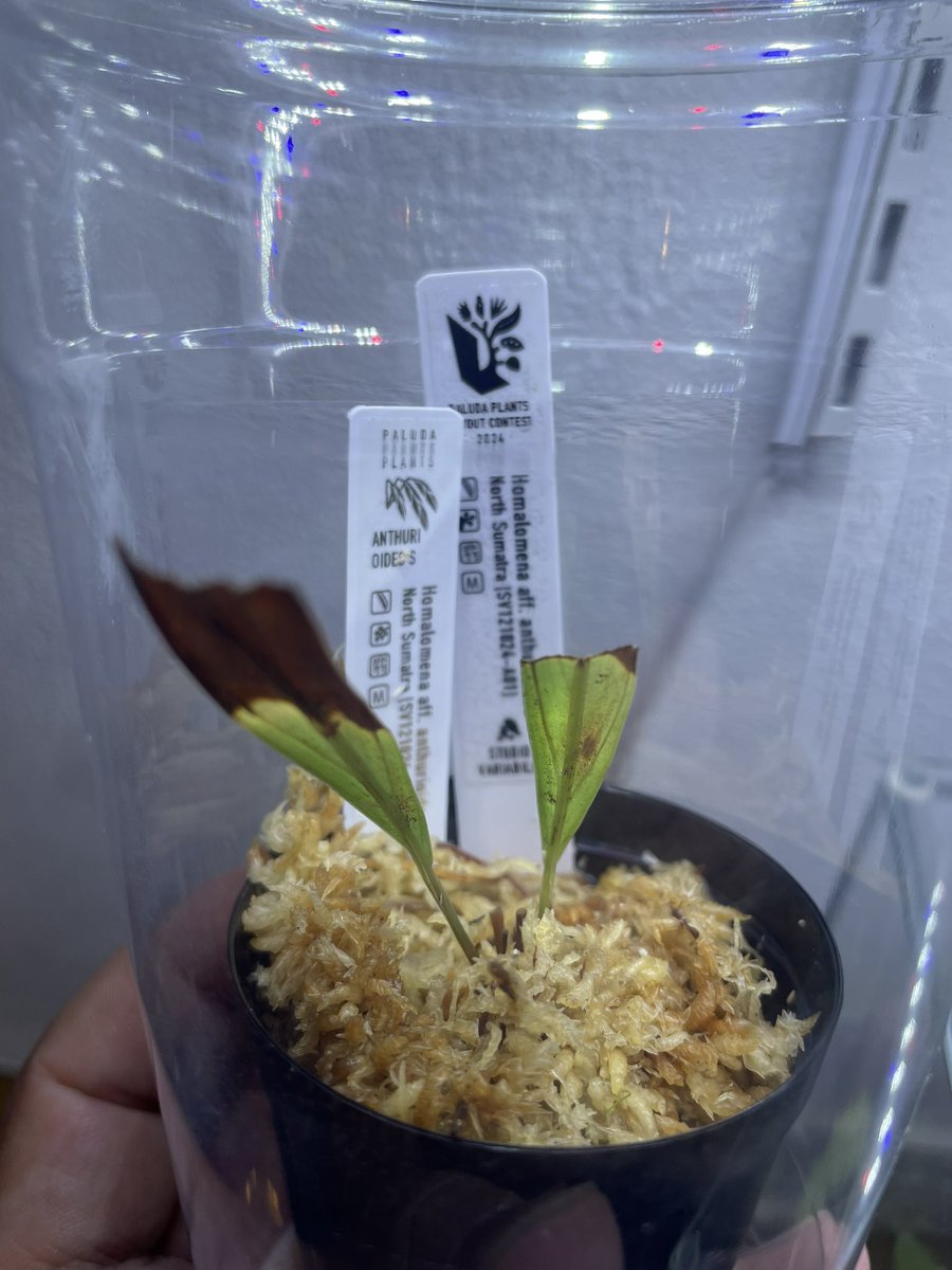 パルコレ戦利品
他にも欲しいのあったけどブレーキが効かなくなるので退散🥷
恐るべしパルコレ笑

なんといっても8連パルダは圧巻でした。
さすがジェダイです。
ｺﾝﾃｽﾄのstudio variabilis賞としてなんと欲しかったｱﾝｽﾘｵｲﾃﾞｽを頂きました！
嬉しすぎるー
#パルダリウム 
#パルコレ