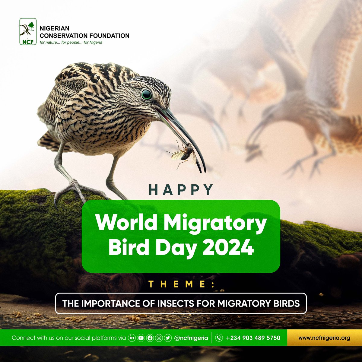 #WMBD2024 highlights the importance of insects for migratory birds and concerns related to decreasing populations of insects. 

There is a need for proactive conservation measures. Protect insects, protect birds! 

#NCF #WorldMigratoryBirdDay2024 #ProtectInsectsProtectBirds