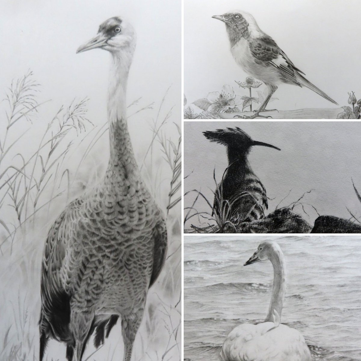 kajun36759013's tweet photo. #WorldMigratoryBirdDay 
#世界渡り鳥の日 
🐦️🍀 https://t.co/C0QPBAm81f