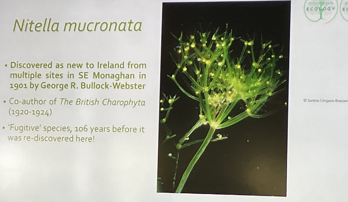 A very pretty charophyte. #BSBIAutumnMeeting <a href="/BSBI_Ireland/">BSBI Ireland</a> <a href="/BSBIbotany/">BSBI: Botanical Society of Britain & Ireland</a> Charophytes are aquatic plants.