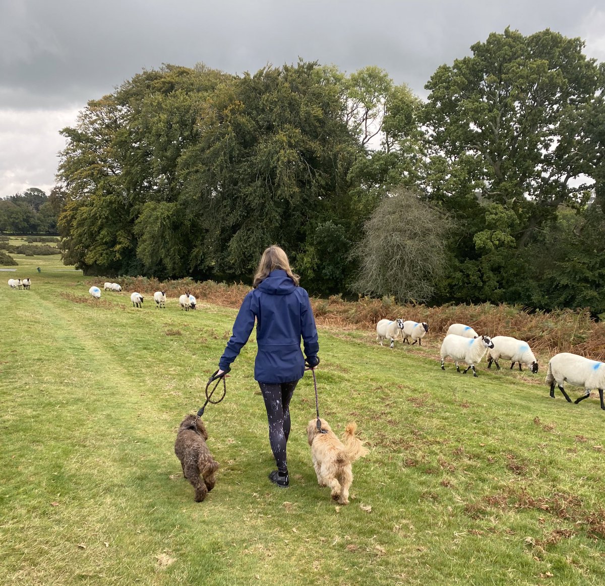 PCSO Debbie Hollinson (@pcso30747) on Twitter photo Many dog owners don’t intend for their dogs to chase livestock. If you think there’s a risk your dog might, keep it on a lead and watch for signs of them showing interest. Report dog attacks that are in progress on 999.
<a href="/DCPoliceRural_D/">Rural Affairs Team</a>
<a href="/DC_Police/">Devon & Cornwall Police</a>
<a href="/NWDevonPolice/">North and West Devon Police</a>
<a href="/ps_7003/">PS 7003 Ottley</a> Many dog owners don’t intend for their dogs to chase livestock. If you think there’s a risk your dog might, keep it on a lead and watch for signs of them showing interest. Report dog attacks that are in progress on 999.
<a href="/DCPoliceRural_D/">Rural Affairs Team</a>
<a href="/DC_Police/">Devon & Cornwall Police</a>
<a href="/NWDevonPolice/">North and West Devon Police</a>
<a href="/ps_7003/">PS 7003 Ottley</a>