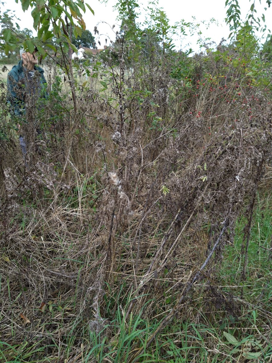 RabbleChorus's tweet photo. Why we leave tall standing dead thistles, hogweed & bindweed even though it may look 'messy/scruffy' to some....
#PrioritySpecies
#Suffolk
#conservation
#HarvestMouse https://t.co/gd9YhTP5nb