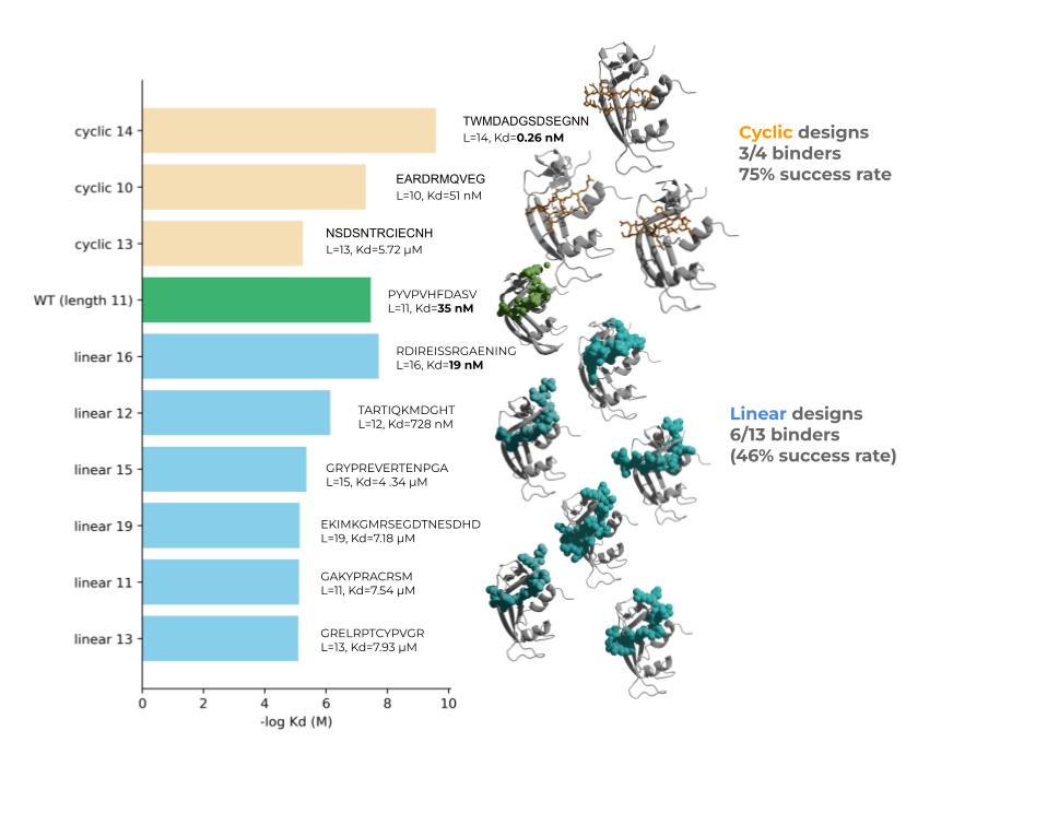We updated our EvoBind paper with the cyclic binder results: it turns out we can design cyclic peptide binders in a single shot with sub nM affinity only from sequence information (75% success rate). Protein binder design is getting very good. Stay tuned. biorxiv.org/content/10.110…