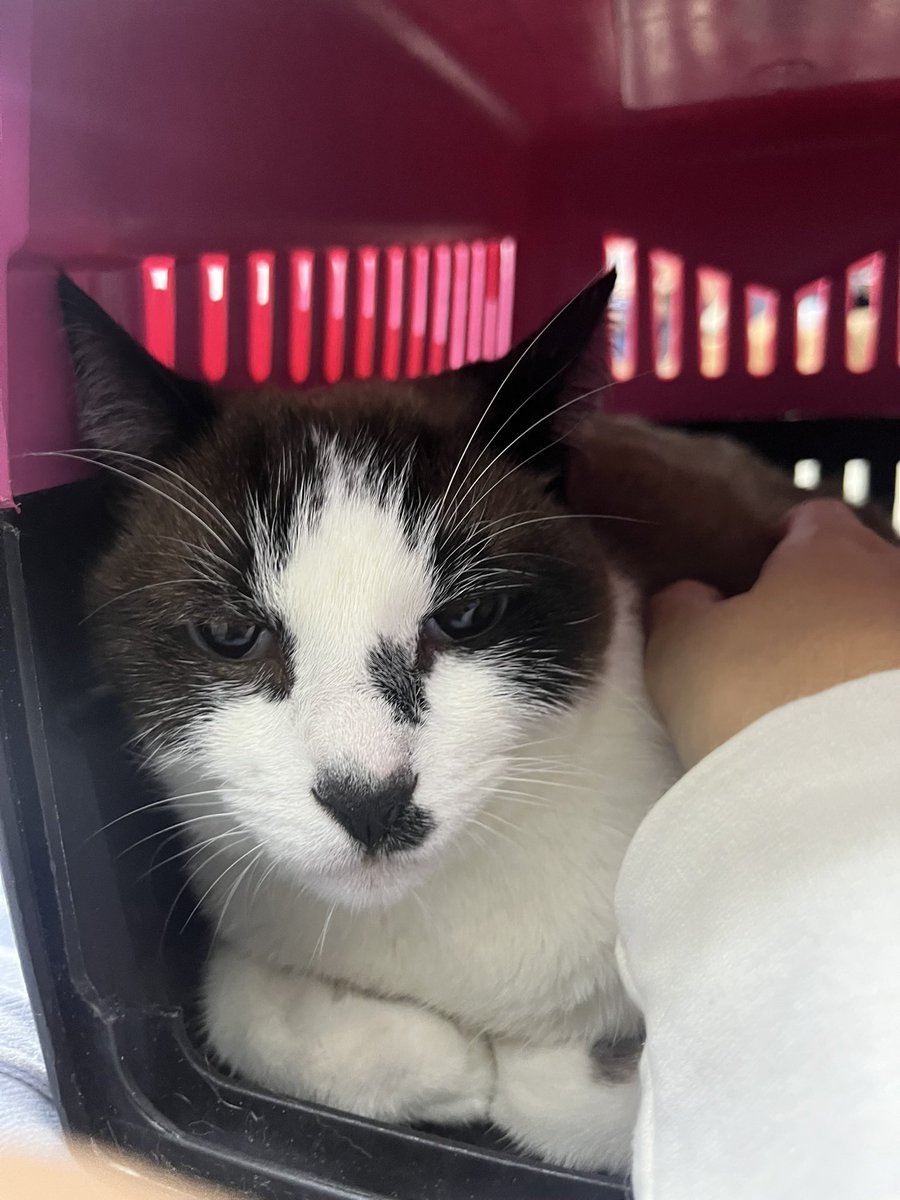 yasschuab's tweet photo. Oi gente estou fazendo uma vakinha para pagar o tratamento do meu gato, Anthony, que está obstruindo a bexiga (não consegue urinar), ele passou a última semana internado e segue em casa no momento pois o tratamento encareceu. 

https://t.co/Trzo0Dr2kI https://t.co/ClNQeYqf0y