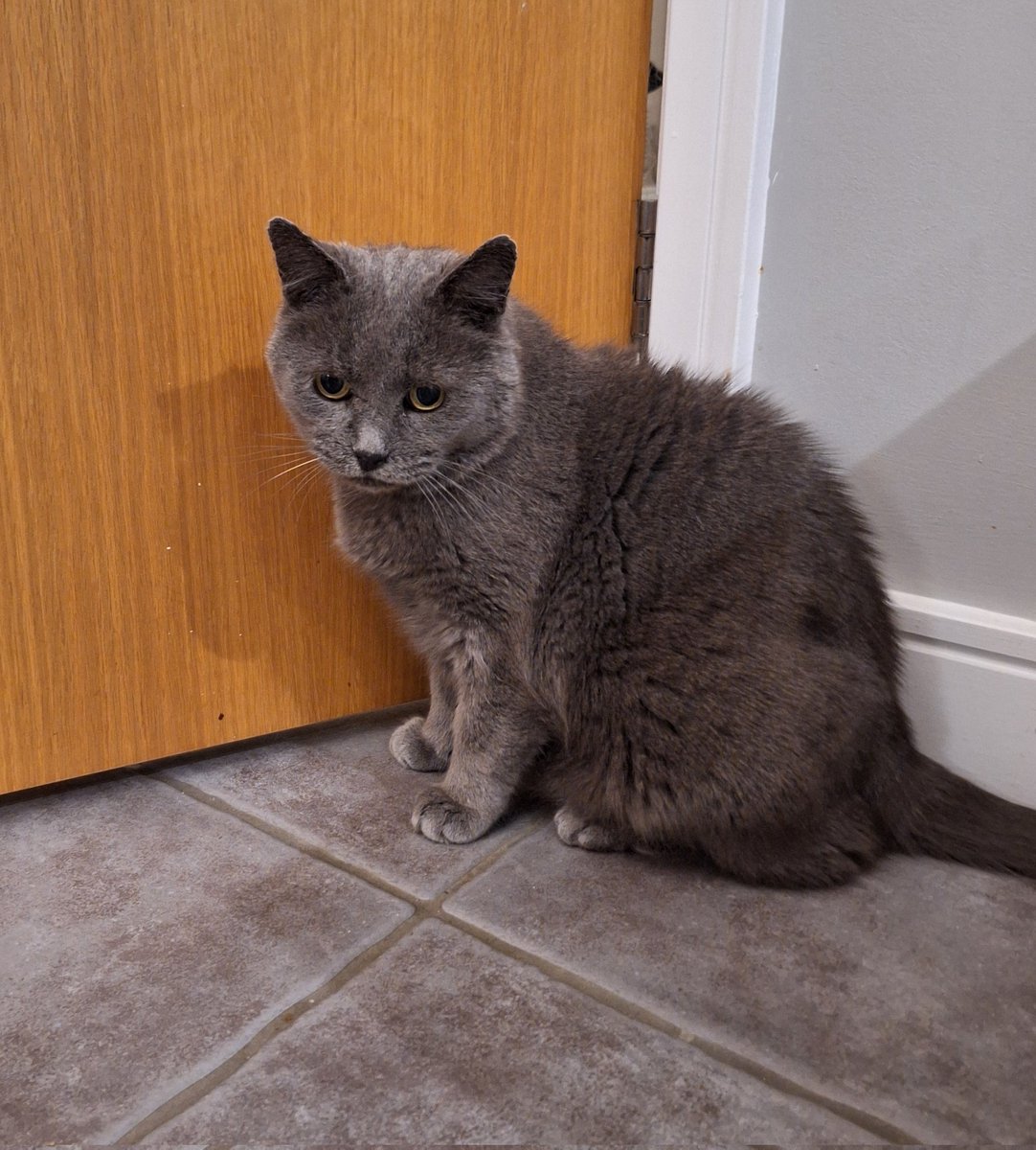 IvanandFelix's tweet image. I laid an ambush for mum.  She was carrying a glass of water.  I really scared her,  which was great.  I&apos;m a bit damp now though. 😿🐾

#CatsOfTwitter #CatsOnX #PlanBackfired