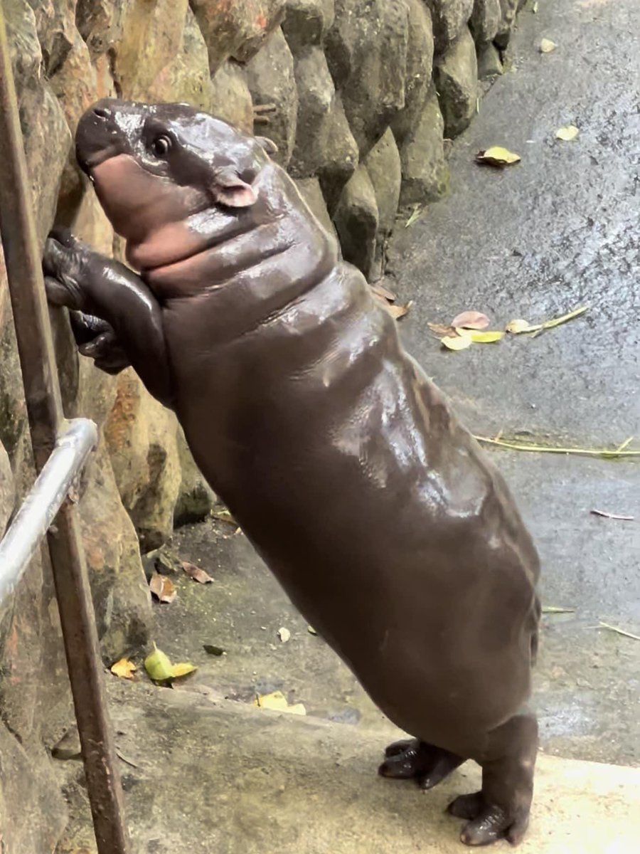 Fan Page | Moo Deng tweet media