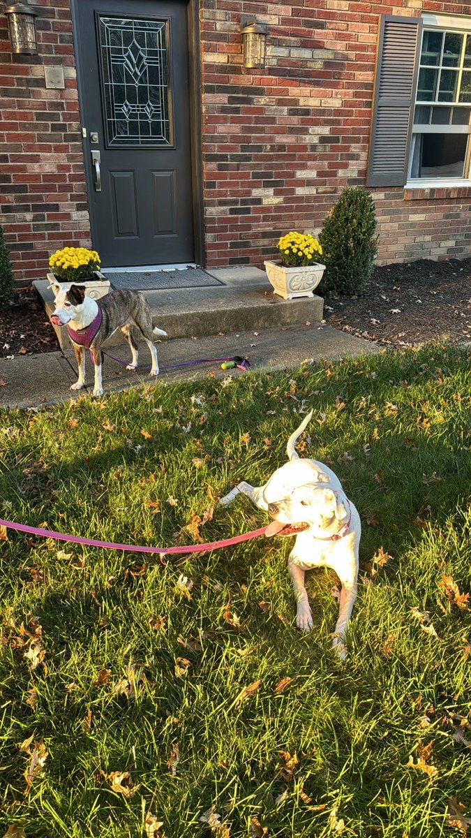 mandamuinz's tweet photo. @RodLacroix Gracie and Fiona enjoying some fall weather https://t.co/Ob5bJ87afk