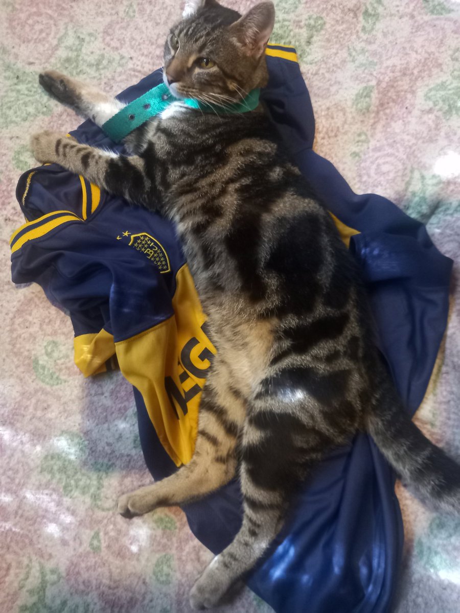 Ingenieroasecas's tweet image. SE PERDIO MILO!!!
SE PERDIO MILO!!!
SE PERDIO MILO!!!
SE PERDIO MILO!!!
SE PERDIO MILO!!!
SE PERDIO MILO!!!
Por Caba, zona obelisco.
Tiene un pendrive con mis datos personales colgado al cuello.
RECOMPENSA: 300USD POR EL GATO VIVO.
Por favor ayuden con RT.