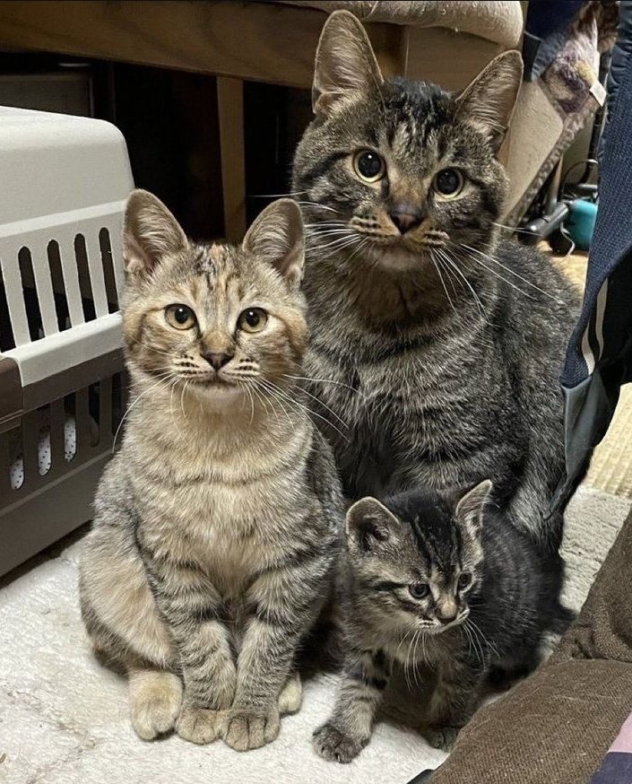 inkblotistan's tweet image. normal cat family