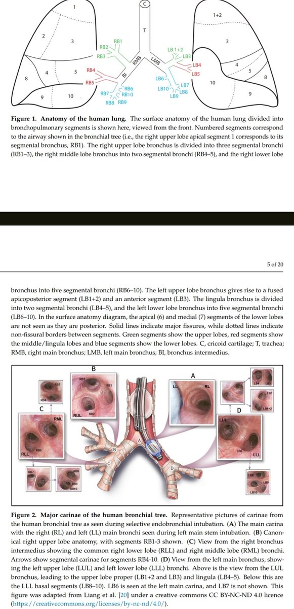 jpedrokessner tweet media