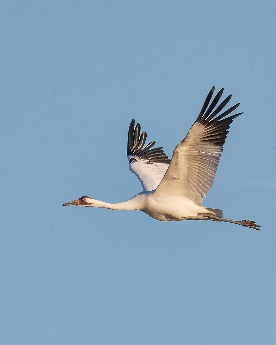 Robin&Arlene Karpan (@karpanparkland) on Twitter photo Whooping crane in flight. These magnificent but rare birds are spending some time in central <a href="/Saskatchewan/">Tourism Saskatchewan</a> during their southward migration. #ExploreSask #ExploreCanada #birdphotography #ThePhotoHour #birding #wildlifephotography #TMACtravel #satw #ducksunlimited #whoopingcranes Whooping crane in flight. These magnificent but rare birds are spending some time in central <a href="/Saskatchewan/">Tourism Saskatchewan</a> during their southward migration. #ExploreSask #ExploreCanada #birdphotography #ThePhotoHour #birding #wildlifephotography #TMACtravel #satw #ducksunlimited #whoopingcranes