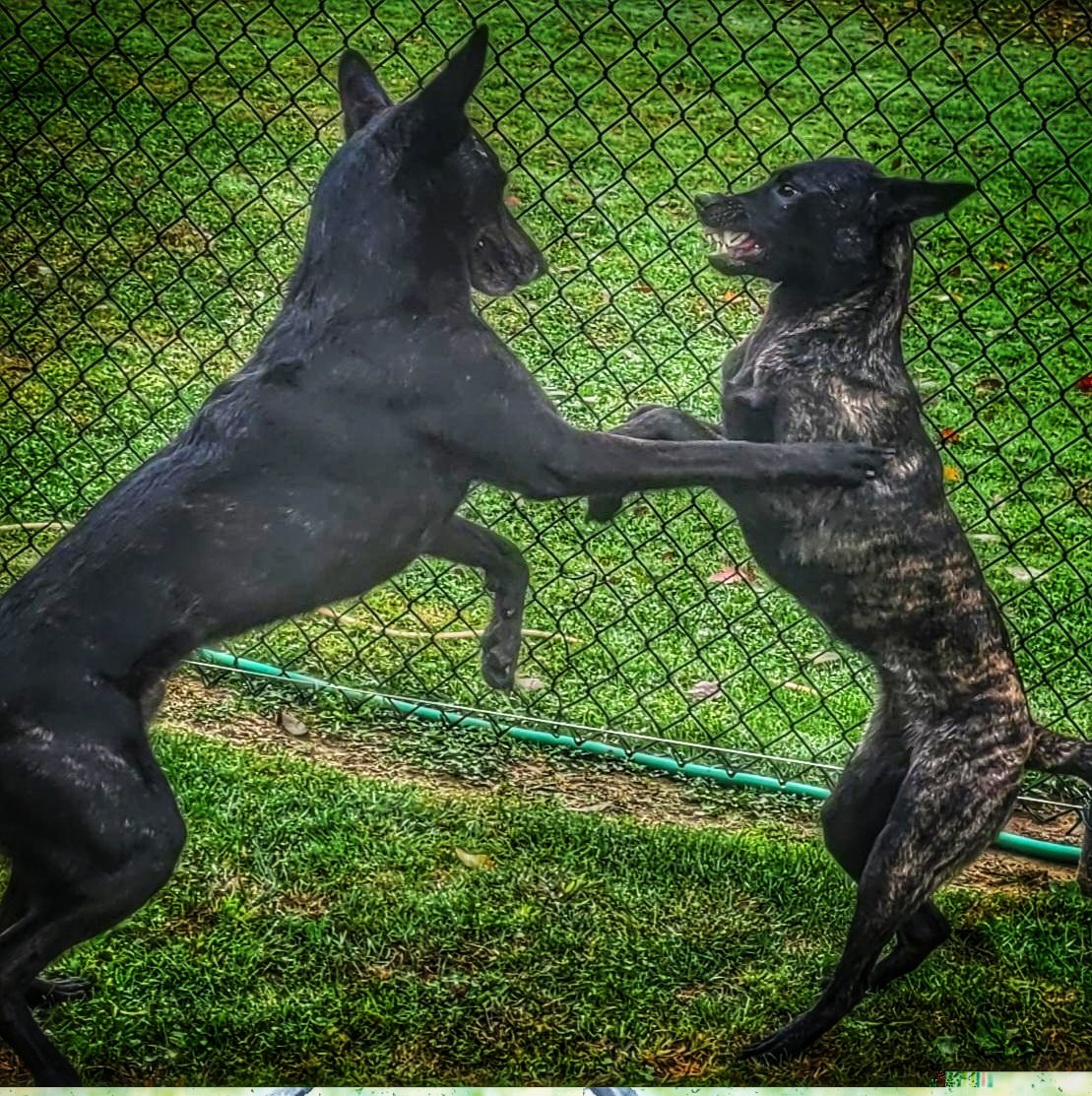 #blaineanthony Blaine Anthony's Dutch Shepherds in training.  Mynx and Matrix.