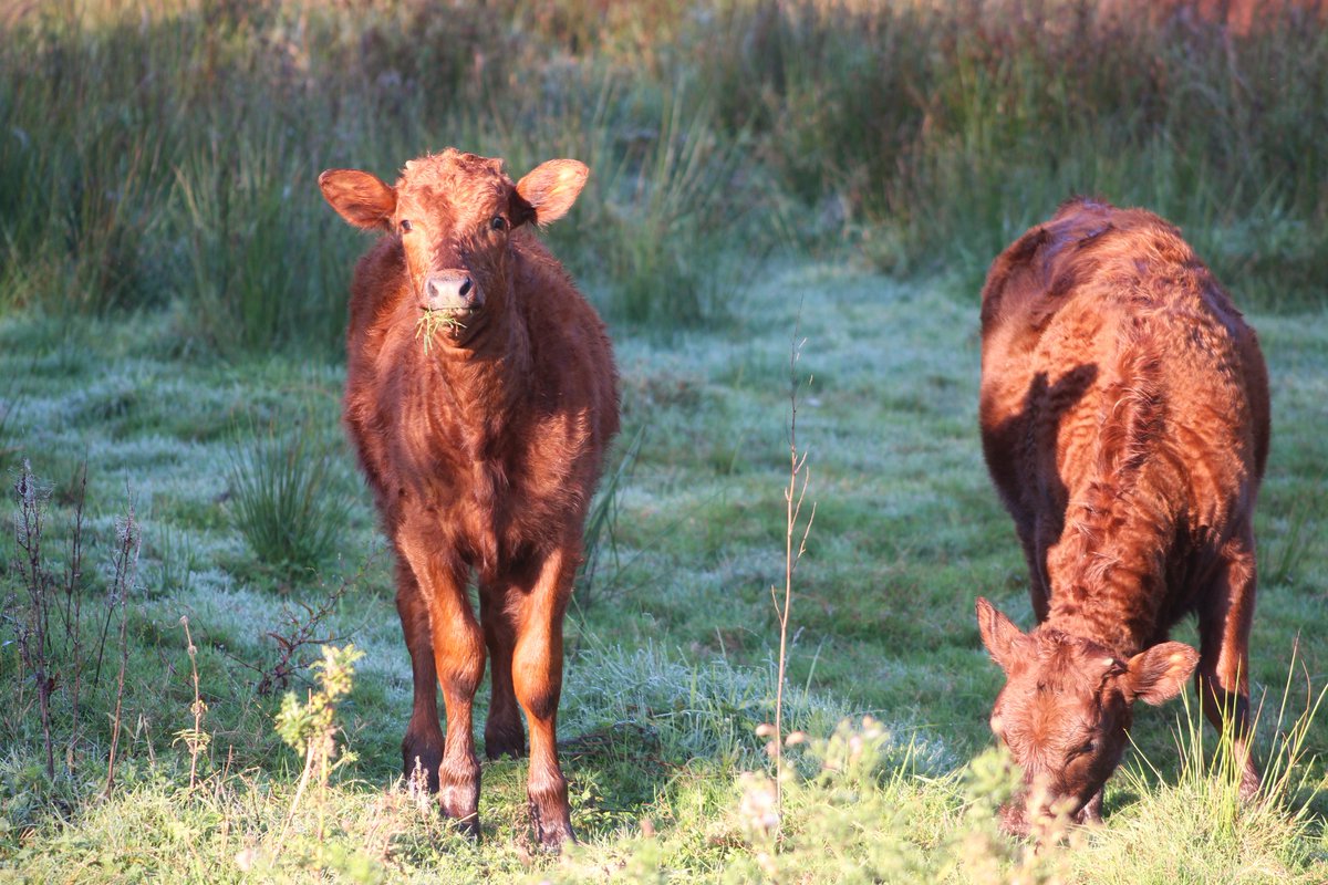 Rode geus kalfjes in <a href="/KanaalparkR/">Kanaalpark Rosmalen</a> 
<a href="/FREE_Nature/">FREE Nature</a>