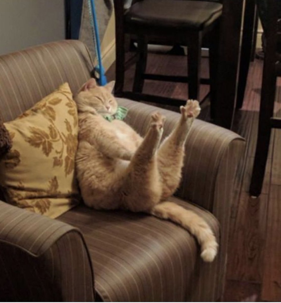 cats being weird little guys 👅 tweet media