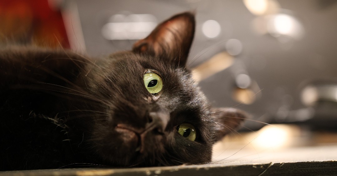 EntFabLLC's tweet image. Skillet wanted to make sure everyone remembers to get plenty of rest while on the road. You don't want to assemble your truss wrong!
#caturday #baseplates #truss