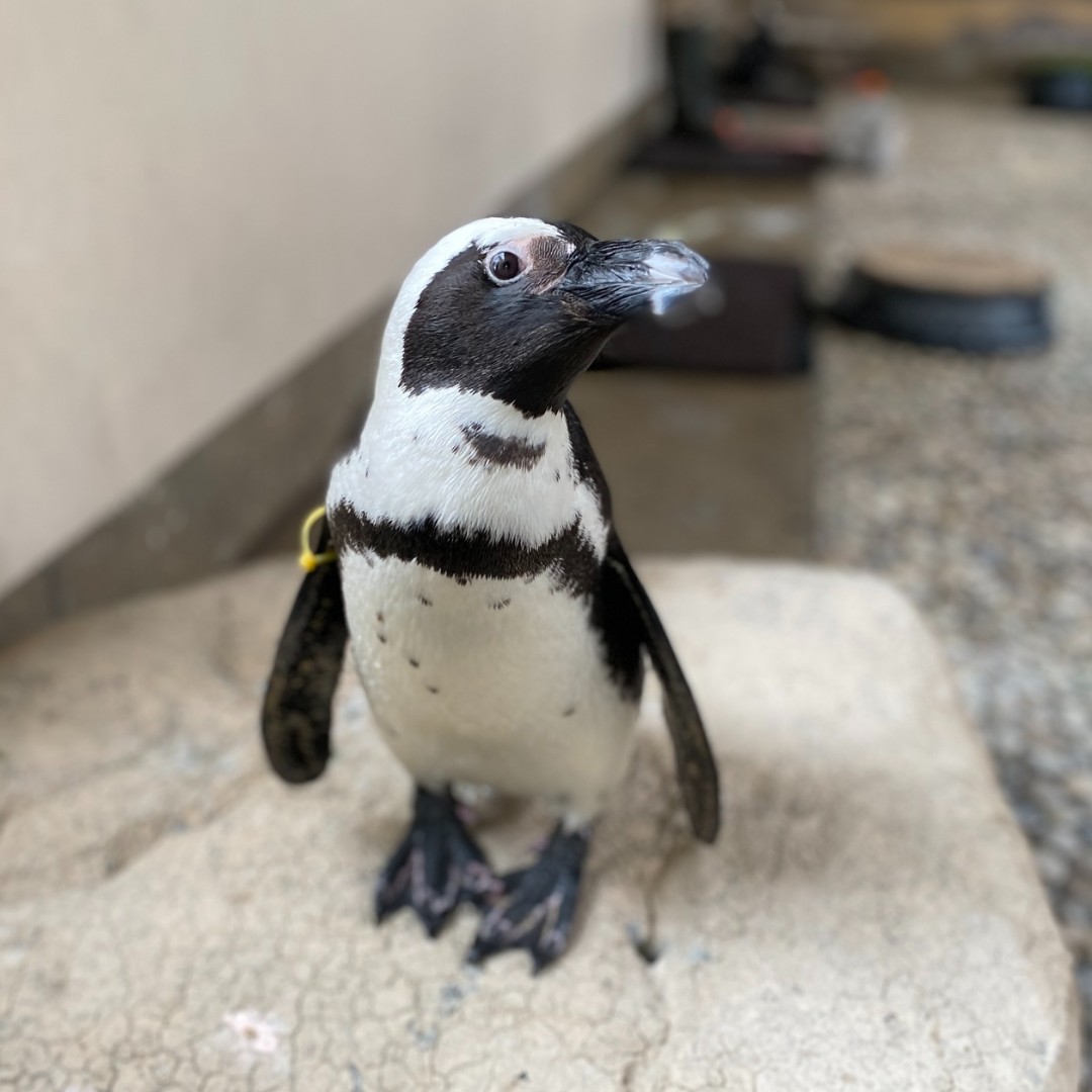 Today is #AfricanPenguinAwarenessDay 🐧

Visit wildlifeconservancy.ca to learn about how you can join us in the fight against extinction and support African penguins 🌊