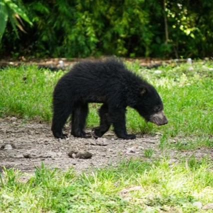 zoomiami's tweet photo. Wishing everyone a ‘bear-y’ happy #WorldSlothBearDay from Keemati, Hank, Sithara and Anika! Did you know this #WildFact? Sloth bears are considered vulnerable by the IUCN Red List; there are around 20,000 left in the wild. 🐻 https://t.co/cgwO1N4i5E
